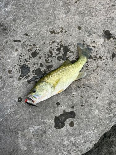 物部川