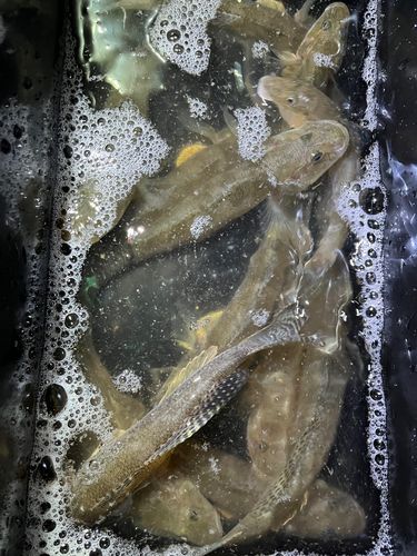 マハゼの釣果