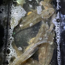 マハゼ