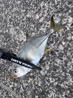 メッキの釣果