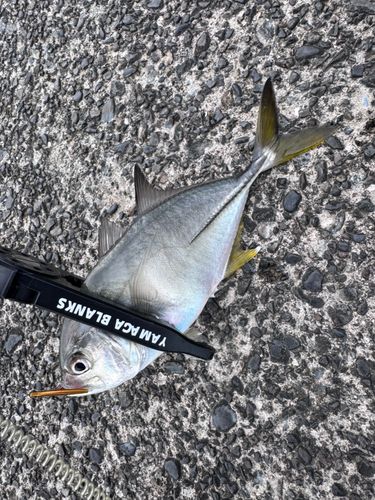 メッキの釣果
