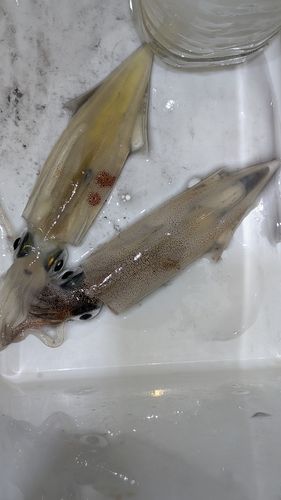 ヤリイカの釣果