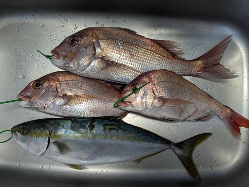タイの釣果