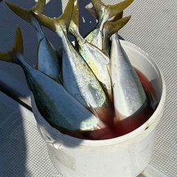 ツバス