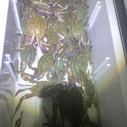 ワタリガニ
