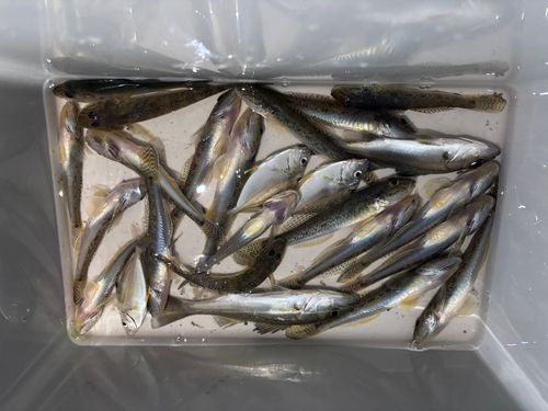 ハゼの釣果