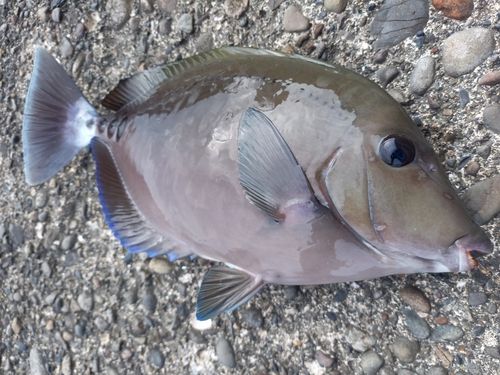 サンノジの釣果