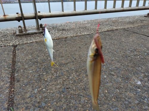 ギマの釣果