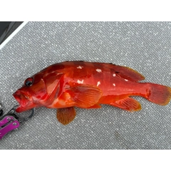 アカハタの釣果