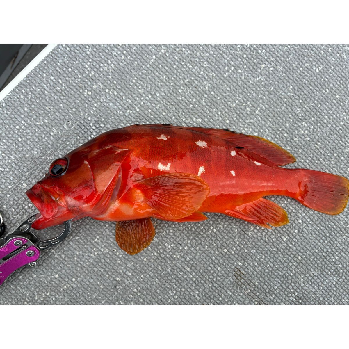 あなきんさんの釣果 1枚目の画像