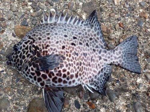 イシガキダイの釣果