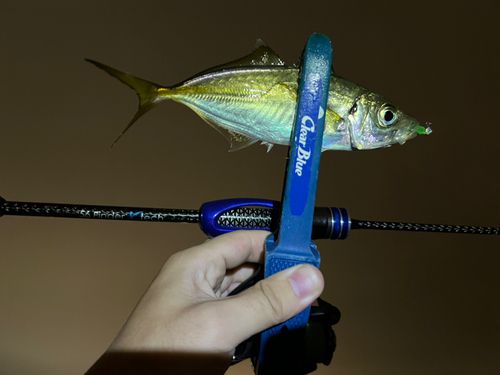 マアジの釣果