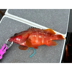 アカハタの釣果