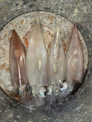 ヤリイカの釣果