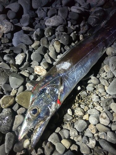 タチウオの釣果