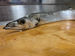 タチウオの釣果