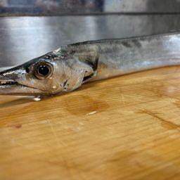 タチウオ