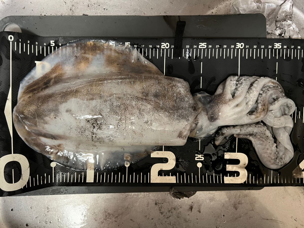 バッサー🎣さんの釣果 2枚目の画像