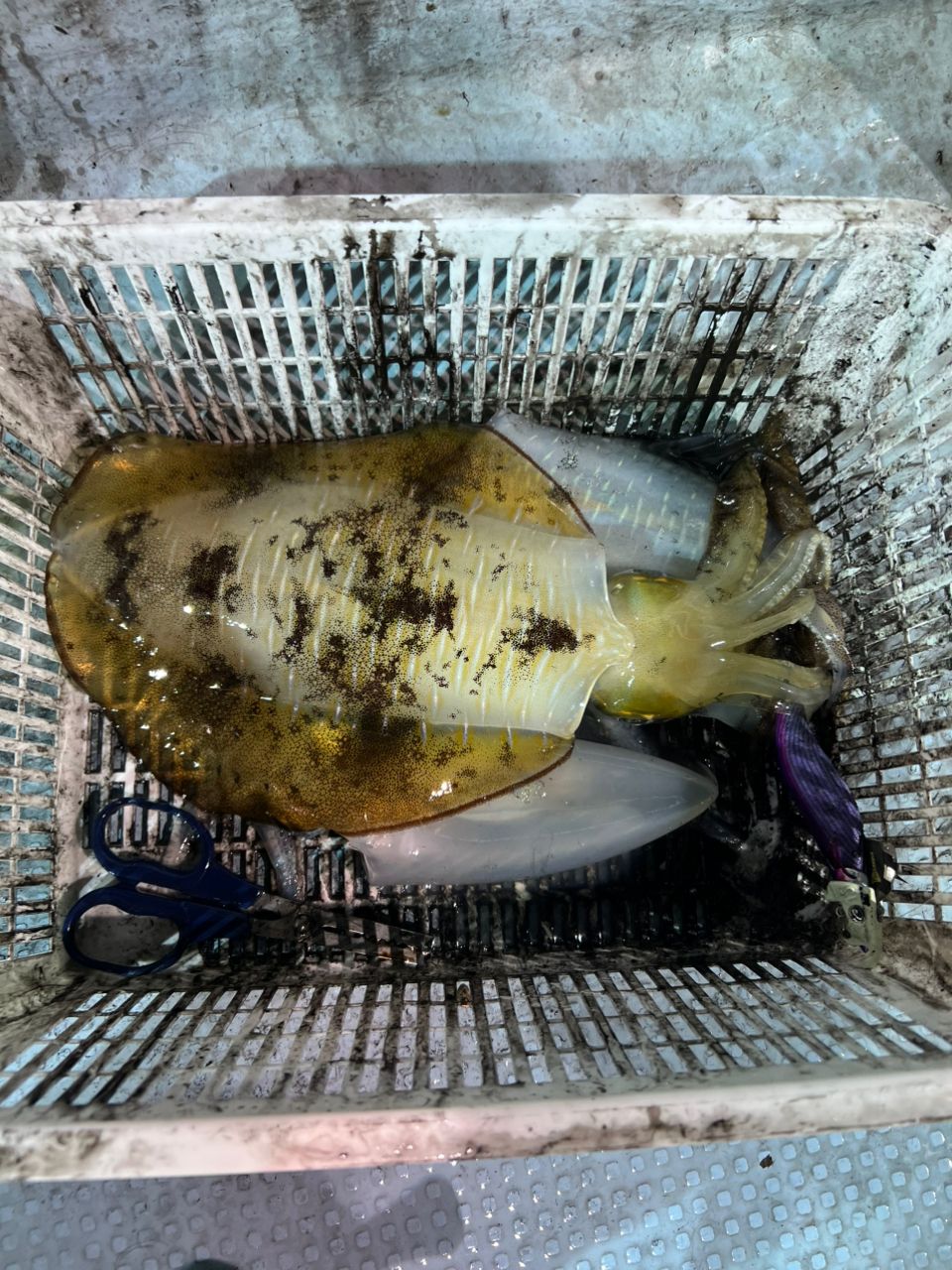 バッサー🎣さんの釣果 3枚目の画像