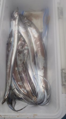 ワカサギの釣果