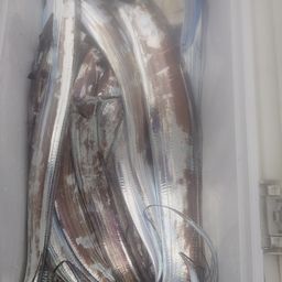 ワカサギ