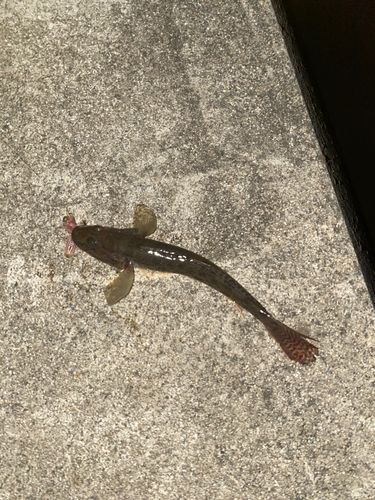 ハゼの釣果