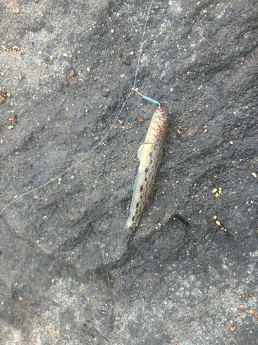 サビハゼの釣果