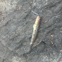 サビハゼ