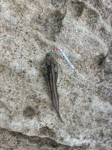 メゴチの釣果