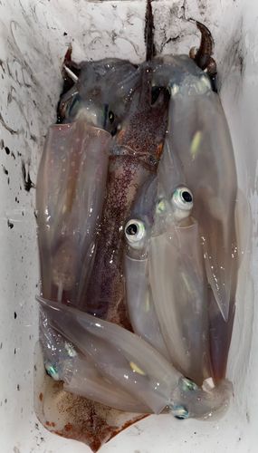 ヤリイカの釣果