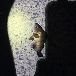メバル