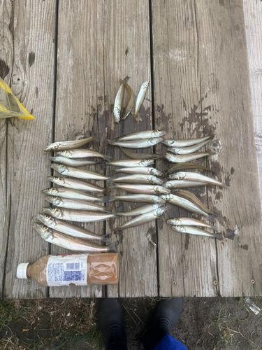 キスの釣果