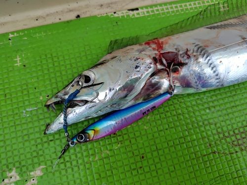 タチウオの釣果