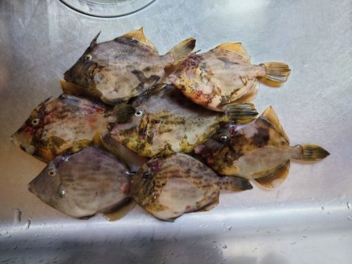 カワハギの釣果