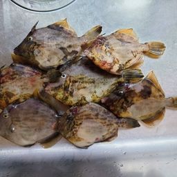 カワハギ