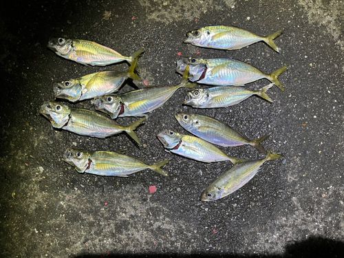 アジの釣果