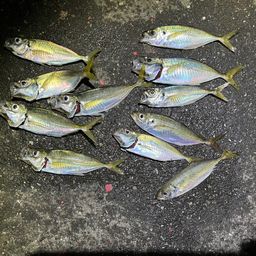 アジ