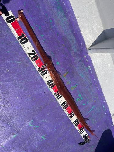 アカヤガラの釣果