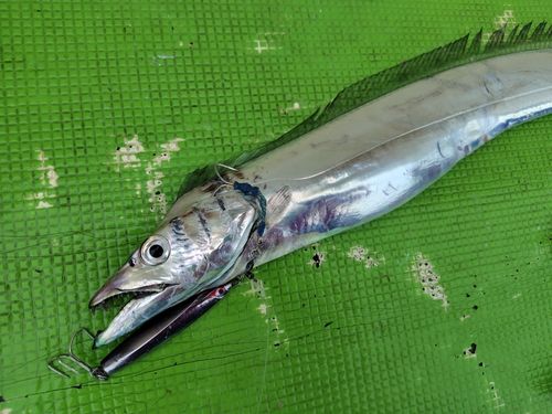 タチウオの釣果