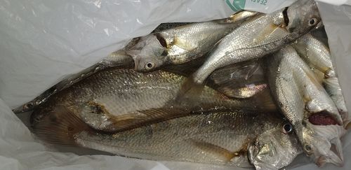 イシモチの釣果