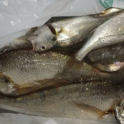 イシモチ