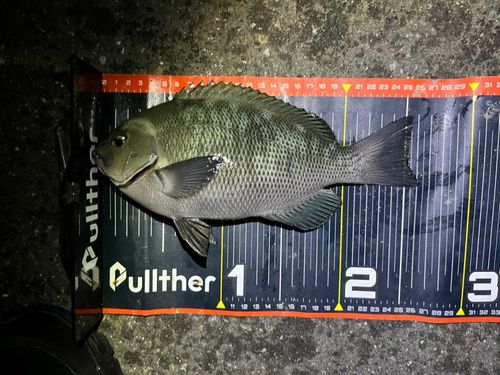 メジナの釣果