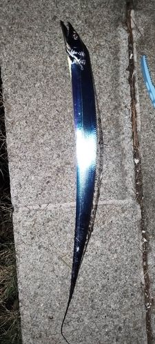 タチウオの釣果