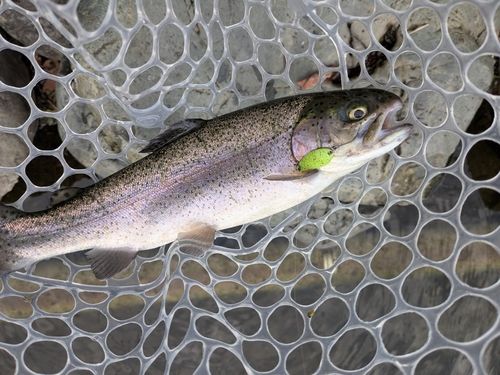 ニジマスの釣果