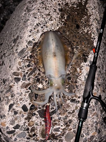 アオリイカの釣果