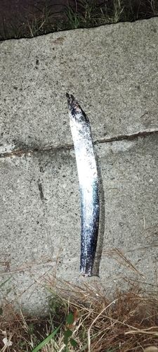 タチウオの釣果