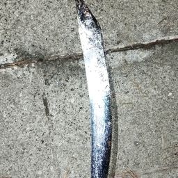 タチウオ