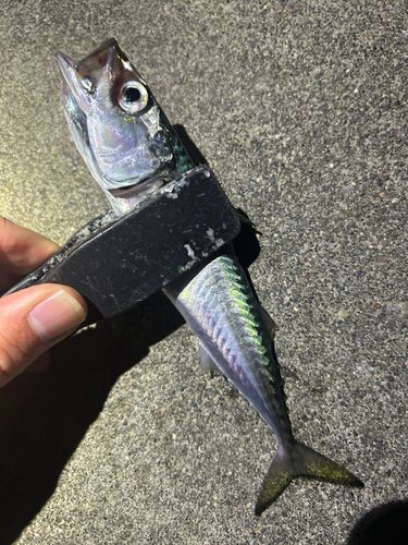 サバの釣果