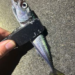 サバ