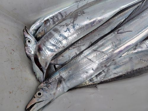 タチウオの釣果